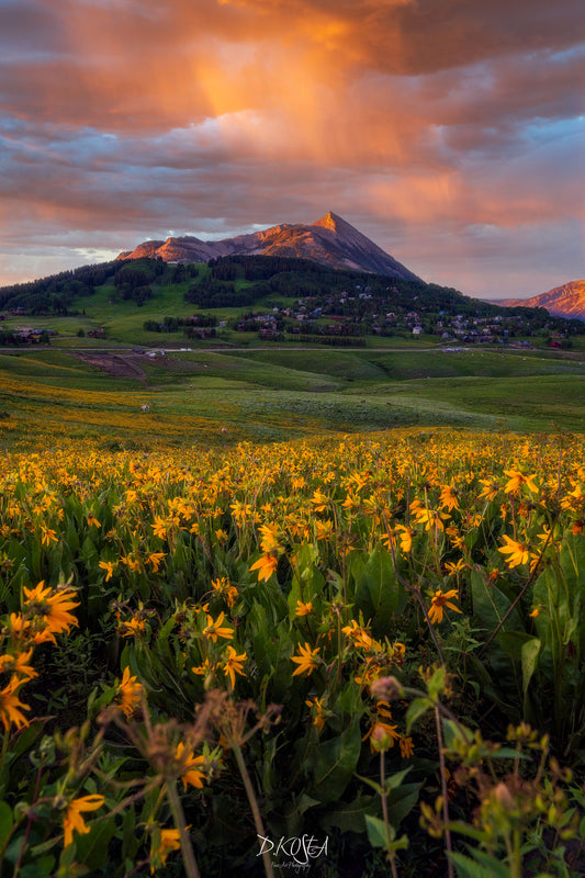 Crested Butte Wildflowers
