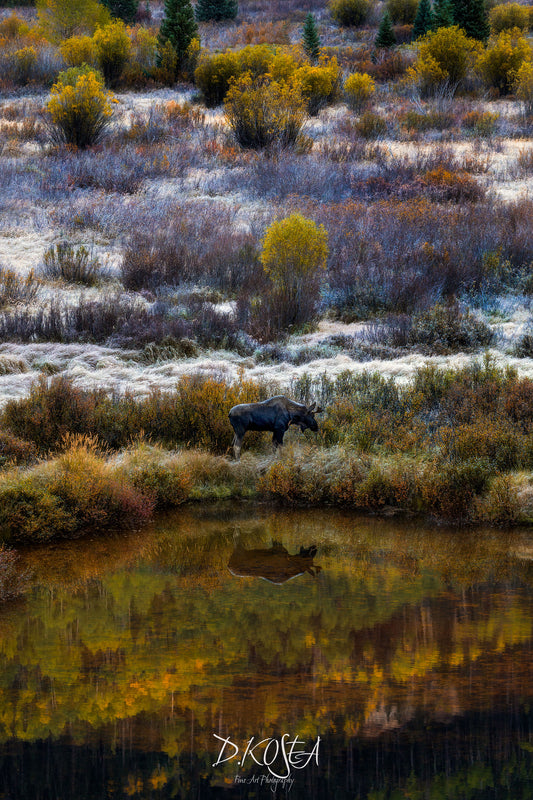 Moose Reflection