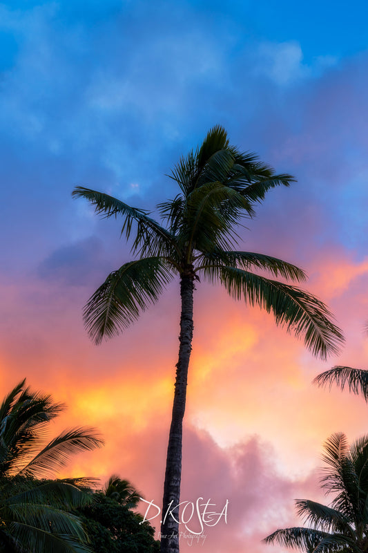 Sunset Palm