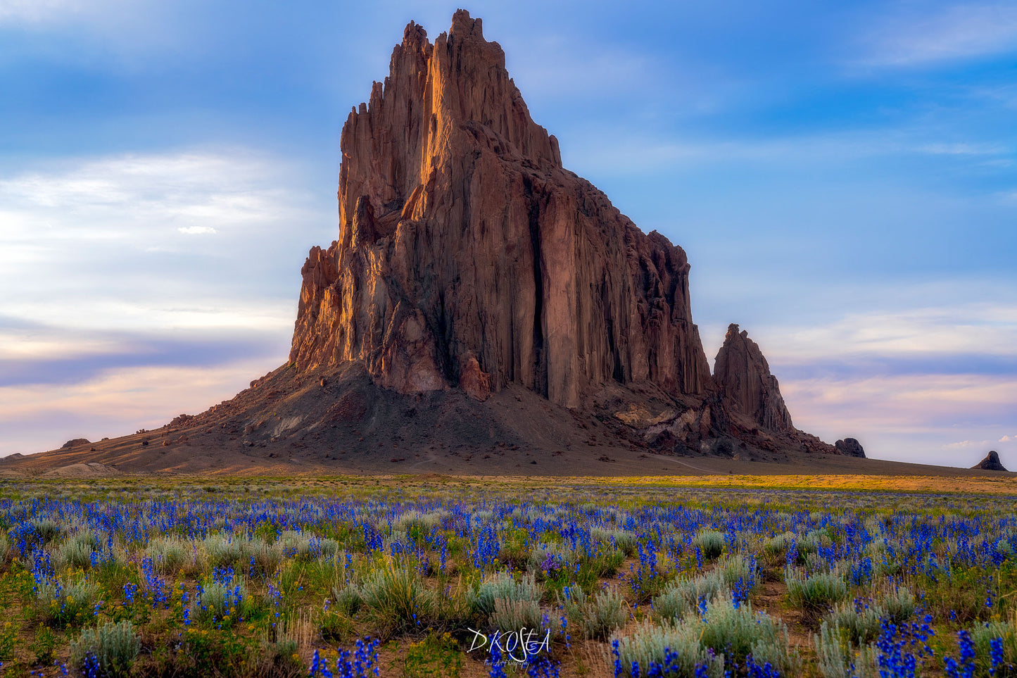 Desert Wildflowers