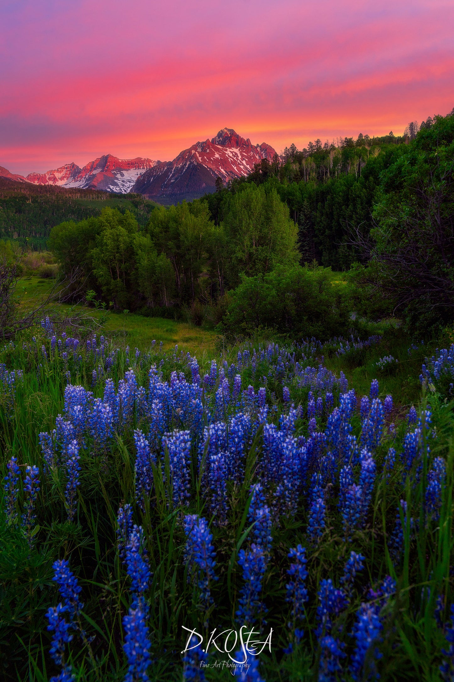 Sneffels Lupine