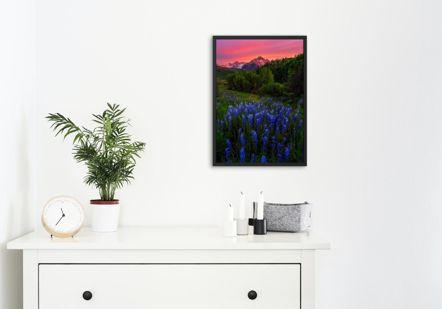 Sneffels Lupine