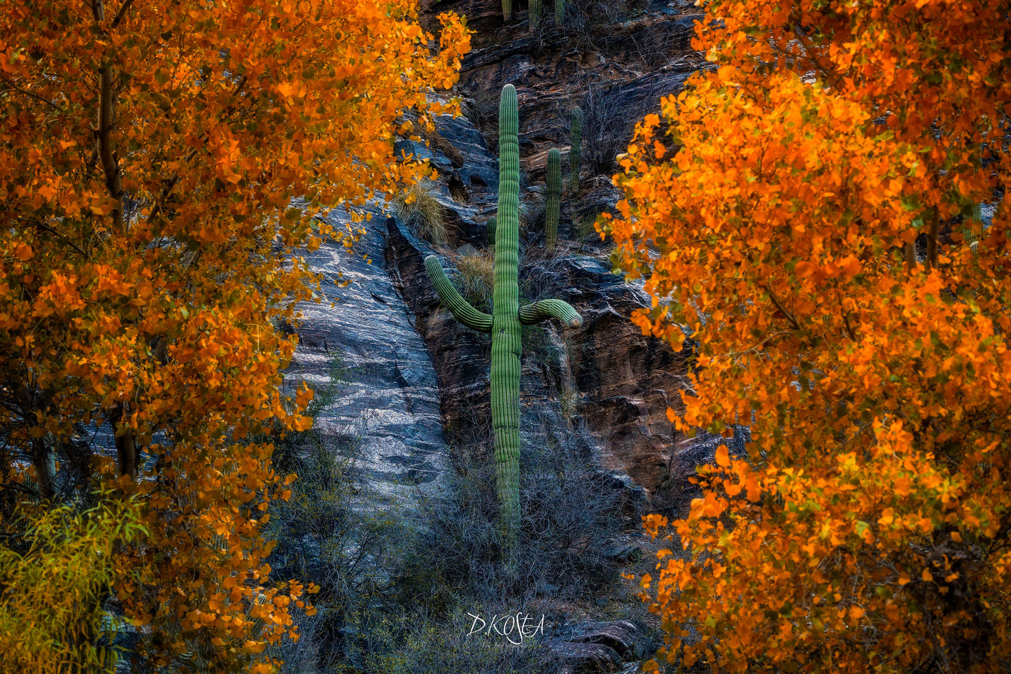 Saguaro Fall